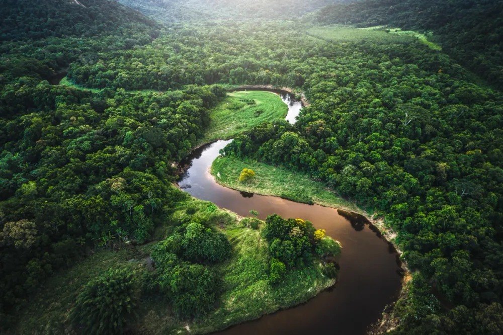 winding river with trees