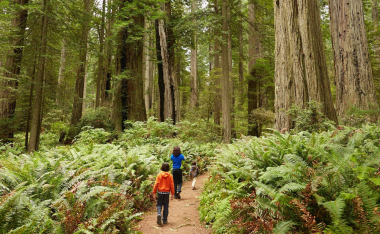 Hikers walking in forest